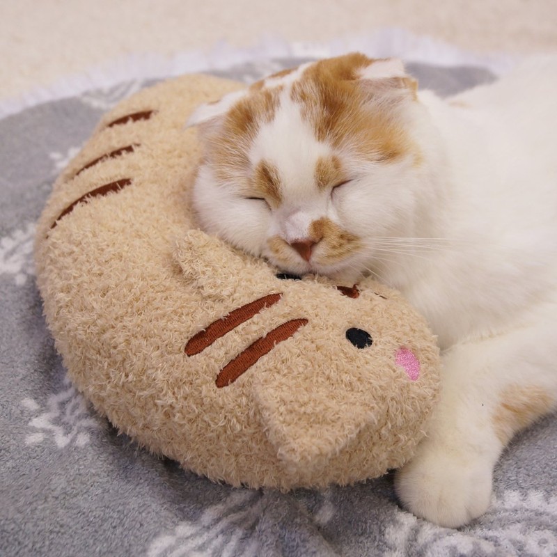 kyatexi-man (cattyman) Chin on Cat Pillow Action nyan