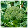Everwilde Farms - 1 Oz Green Sprouting Calabrese Broccoli Seeds