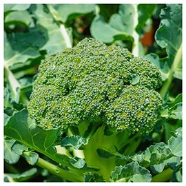 Everwilde Farms - 1 Oz Green Sprouting Calabrese Broccoli Seeds - Gold Vault