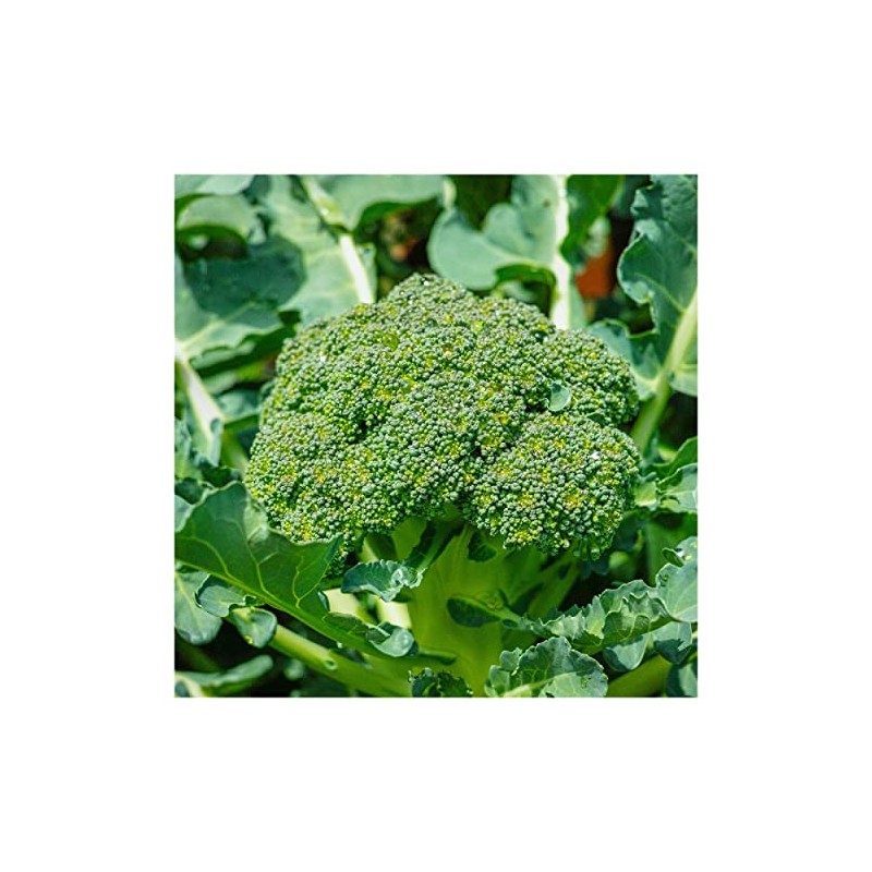 Everwilde Farms - 1 Oz Green Sprouting Calabrese Broccoli Seeds