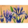 by Sale-Niagara NARROW BLUE-FLAG (Iris prismatica), NWF Postcard