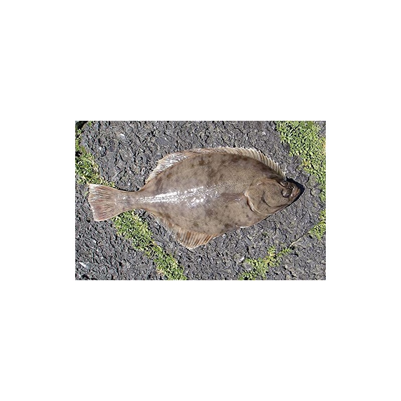 Sea Fishing - Brown RAGWORM lures - 4 Inch (10.5cm)