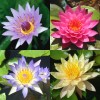 4 Pack Live Hardy Water Lilies Pre-Grown Tuber Rhizome Blue,
