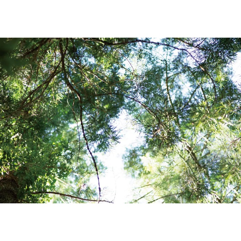 SHIRO Wood Bath Salt, 14.1 oz (400 g), Bath Additive