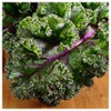 Everwilde Farms - 1 Oz Red Russian Kale Seeds -