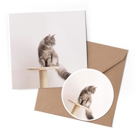 1 x Greeting Card & 10 cm Round Sticker Set - Pretty Maine Coon Cat Kitten - Birthday Thank You Friend Lover Fan Mum Dad Kids #21108