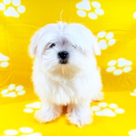 TBK Pets Double-Sided Fleece Pet Blanket, Soft Snuggle Blanket for Dogs and Cats, Machine Washable (1 Yellow, 28x24/70x60cm)