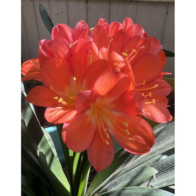 Clivia 1 Clivia Miniata Bush Lily Orange Flowers Live Plant