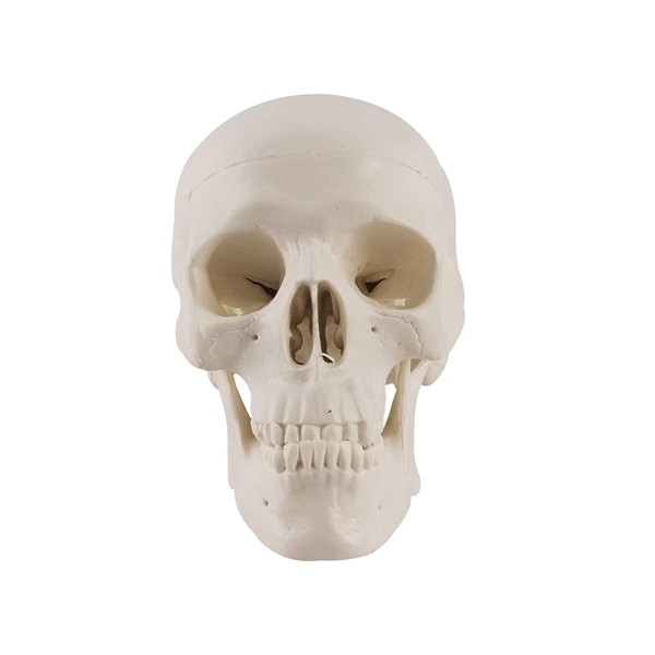 Mini human skull model, three-part anatomical skull model with removable skull cap and full set of teeth, palm size school teaching tools, interesting decoration, Halloween decoration, pirate themed decoration