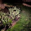 Bobcat Solar Landscape Pathway Lights Super Bright with 2-in-1 Warm