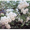 Lady Banks White Rose Bush Live Plant Heirloom Thornless Antique