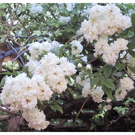 Lady Banks White Rose Bush Live Plant Heirloom Thornless Antique Own Root Fragrant Double Spring Bloom Starter Size 4 Inch Pot Emerald tm