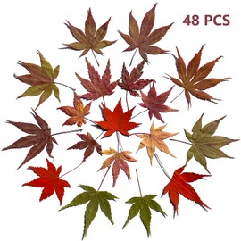 48pcs Real Dried Pressed Maple Leaves for Craft Resin Jewelry Making (Maple Leaves)