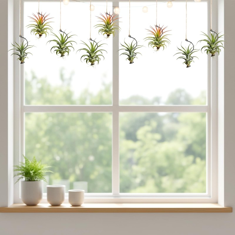 Xelsluthe 12 Pcs Air Plants Live Holders with Jute Ropes,