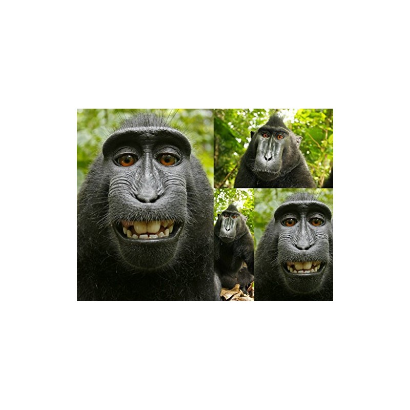 Edition Colibri Funny Monkey Lenticular Postcard with Interchangeable Image /