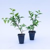 2 Xylosma congestum, Shiny Xylosma, Live Plants, 2.5” Nursery Cubes,