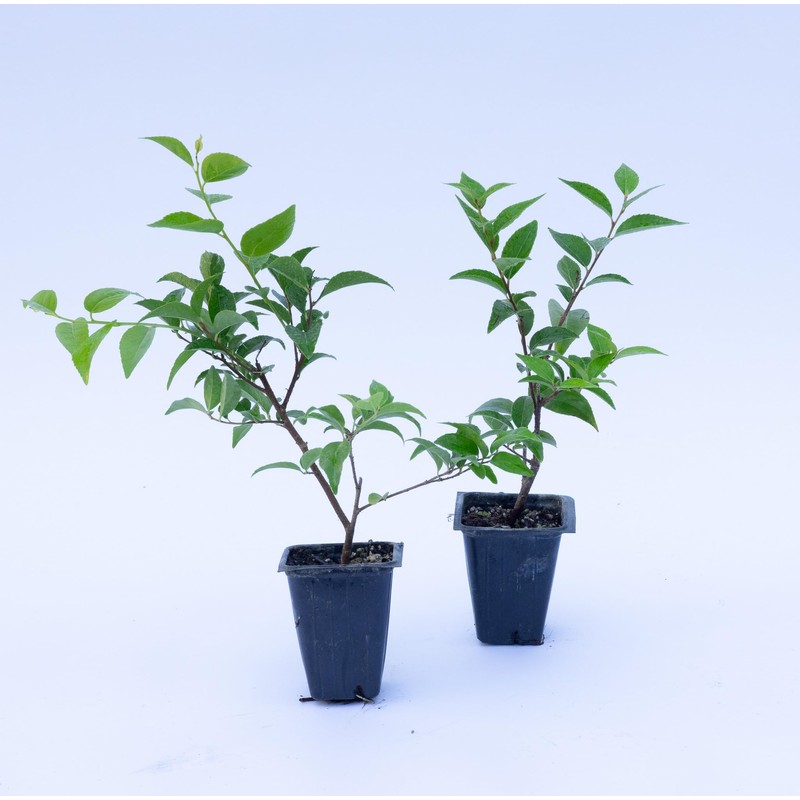 2 Xylosma congestum, Shiny Xylosma, Live Plants, 2.5” Nursery Cubes,