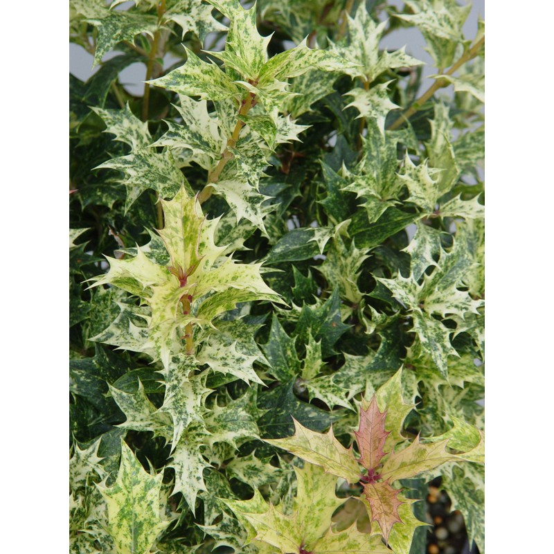 Osmanthus heterophyllus 'Goshiki' (False Holly) Evergreen, #2 - Size Container