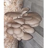 Foragers Table - Mushroom Growing Kit, Ideal for hobbyist &