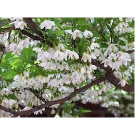 Styrax japonica: Japanese Snowbell Seeds