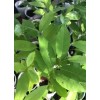 Tree Sugar Apple 5”-9” Live Plant Seedling Tree-Asian Plant Collection