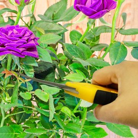 Centurion 201 Hand Pruner Shears, 2-Piece Set, 6½" Straight & Upward Curved Stainless Steel Blades, Hardened & Precision Ground, Ideal for Indoor and Outdoor Gardening, Trimming, and Precision Cutting