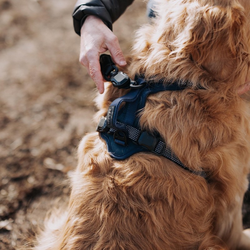 HOOZA: Magnetic Quick Clip: Control Harness - Blue, Small -