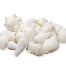 Unbranded Tumbler Home Mix of White Seashells - Set Includes 1 Pound White Shells up to 3