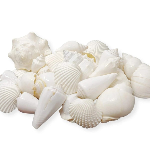 Unbranded Tumbler Home Mix of White Seashells - Set Includes