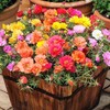 22Day Seeds: Seeds Moss Rose Mix/Portulaca grandiflora/Annual Flowers