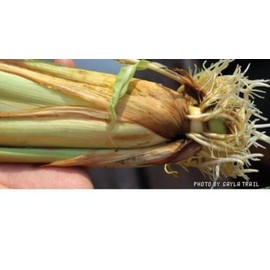 Lemongrass Stalks Plugs Cymbopogon Herb Sereh Plant EZ to Grow Lemon Grass 15 Stalks