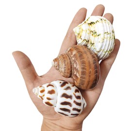 3 PCS Hermit Crab Shells 2~2.7Inch Natural Hermit Crab Shells Opening Size 1~1.3Inch Hermit Crab Supplies