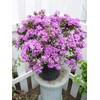 Green Promise Farms Rhododendron X GEM` Evergreen, 3-Size Container, Bluish