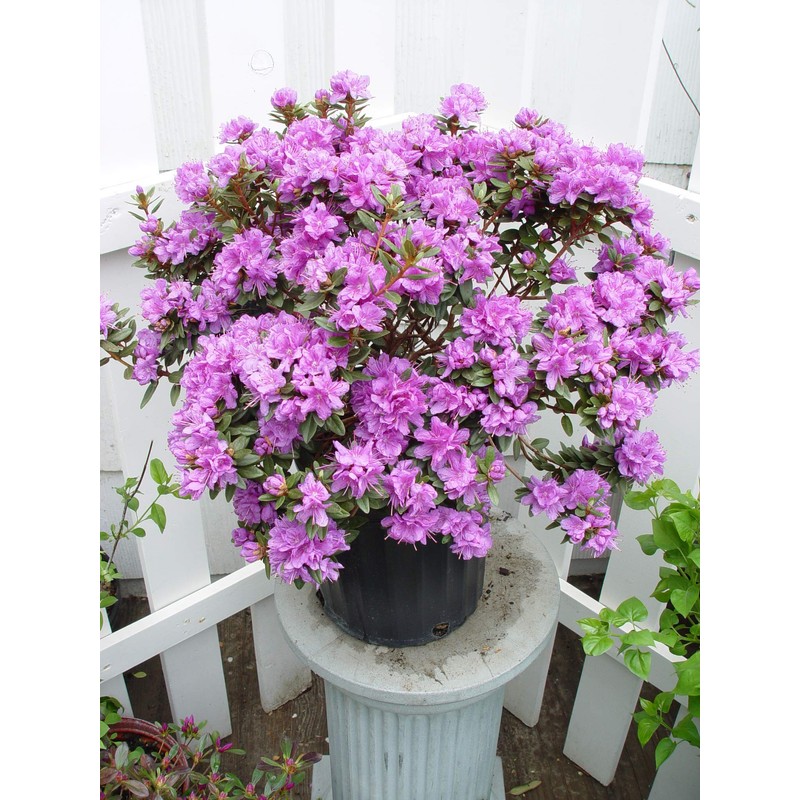 Green Promise Farms Rhododendron X GEM` Evergreen, 3-Size Container, Bluish
