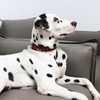 Unique style paws Dog Collar Pet Gift Adjustable Soft and