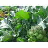 Insect Frass : Organic Fertilizer: 10 Pounds