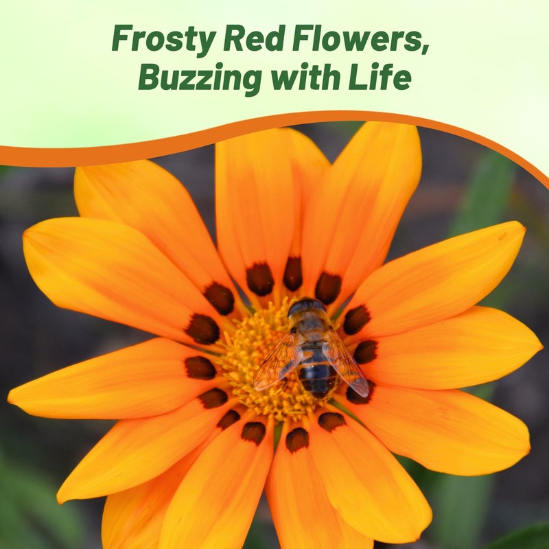 Outsidepride Kiss Orange Gazania Seeds for Planting – 25 Pcs