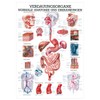 Digestive Organs Mini Poster Anatomy 34x24 cm Medical Teaching Medium