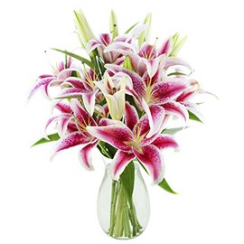 KaBloom Flowers - Bouquet of Pink Pop Stargazers 8 Stargazer Lilies and Greens with Vase - Gift for Birthday, Sympathy, Anniversary, Get Well, Thank You, Valentine, Mother’s Day Fresh Flowers