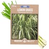 Lemon Grass Seeds for Planting Outdoor - 250 Mg Packet