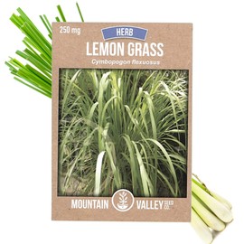 Lemon Grass Seeds for Planting Outdoor - 250 Mg Packet - Non-GMO, Heirloom Culinary Herb Garden Lemongrass Seeds - Cymbopogon citratus