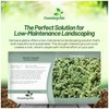 Outsidepride Green Carpet Herniaria Glabra Seeds - 10,000 Pcs Perennial,