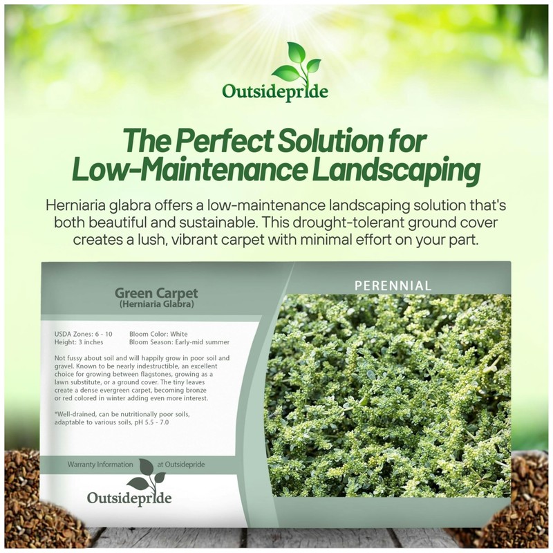 Outsidepride Green Carpet Herniaria Glabra Seeds - 10,000 Pcs Perennial,