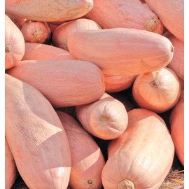 TomorrowSeeds - Jumbo Pink Banana Squash Seeds - 60+ Count - for 2025 Planting USA Garden Vegetable Winter Pumpkin Butternut Acorn Georgia Candy Roaster Non-GMO Heirloom Grow Your Own Home Farm Patio