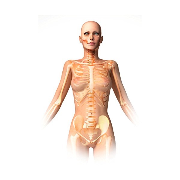 Anatomy of female body with bone skeleton superimposed Poster Print