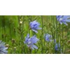 Antler Chicory Wildflower Seeds (Cichorium intybus), 4 Oz, Over 100,000