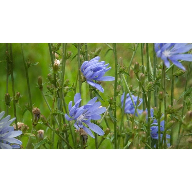 Antler Chicory Wildflower Seeds (Cichorium intybus), 4 Oz, Over 100,000