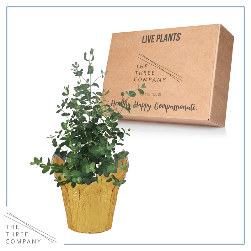 Live Aromatic and Healthy Herb - Eucalyptus, Improves Air Quality,