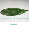 Rainlily Wen Bamboo Leaves 200 Pcs Fresh Zongzi Leaf Banana