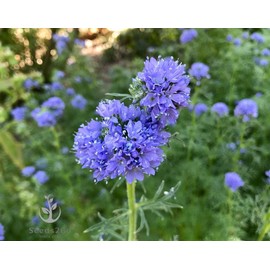 Globe Gilia Seeds, Gilia capitata, Pack of 5000 Seeds by Seeds2Go